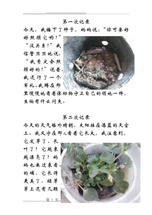 植物的生长过程(配图)(3页).doc