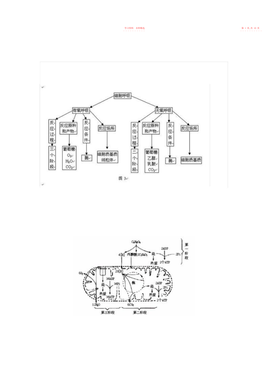 2022年细胞呼吸知识点复习及答案.docx_第2页