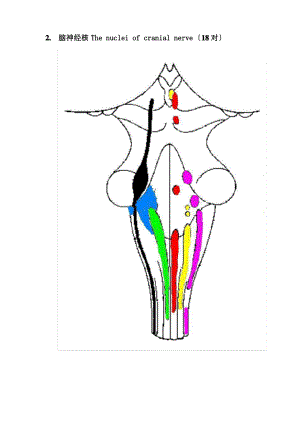 脑神经核及其记忆方法.pdf