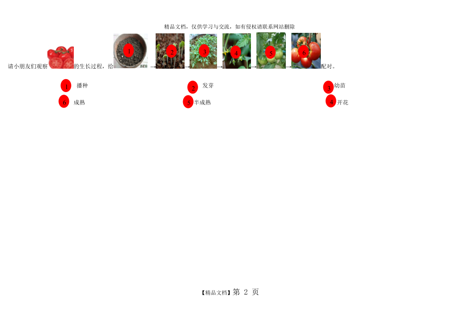 番茄生长过程.doc_第2页