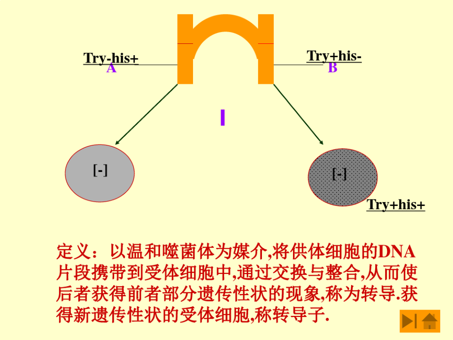 《基础微生物学》PPT课件.pdf_第2页